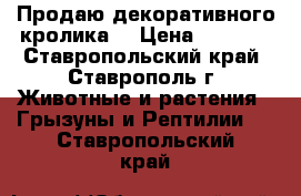 Продаю декоративного кролика  › Цена ­ 1 000 - Ставропольский край, Ставрополь г. Животные и растения » Грызуны и Рептилии   . Ставропольский край